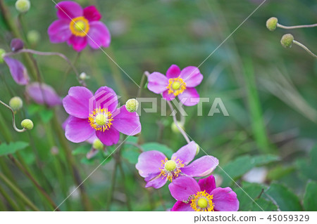 Pink Shumakeika flower 45059329