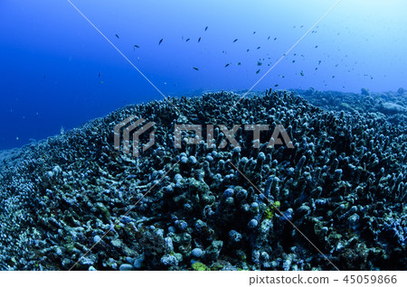 Rising sea temperature and coral bleaching due to global warming on Ishigaki Island Rising sea temperature and coral bleaching due to global warming on Ishigaki Island 45059866