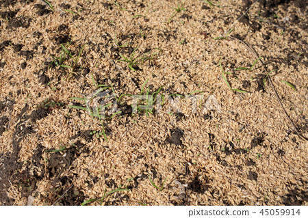 菠菜發芽 45059914