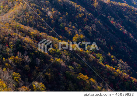 Autumn leaves of the mountain Autumn leaves of the western slope of Mt. Akakura that the morning sun emits 45059928