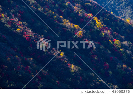 Autumn leaves of the mountain Autumn leaves of the western slope of Mt. Akakura that the morning sun shines and the foot of the mountain From Nikko Higetsusan parking lot observation deck f Telescopic range small 45060276