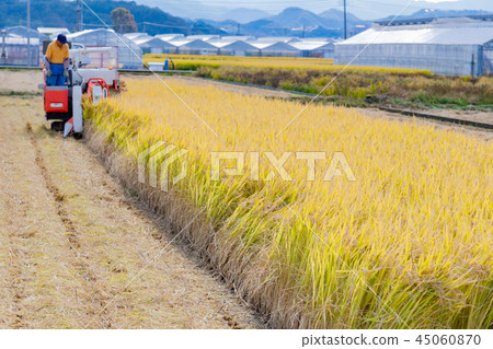 Rice harvesting work Rice harvesting work 45060870