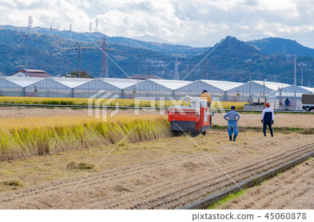 Rice harvesting work Rice harvesting work 45060878