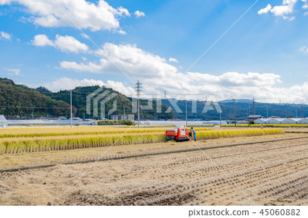 Rice harvesting work Rice harvesting work 45060882