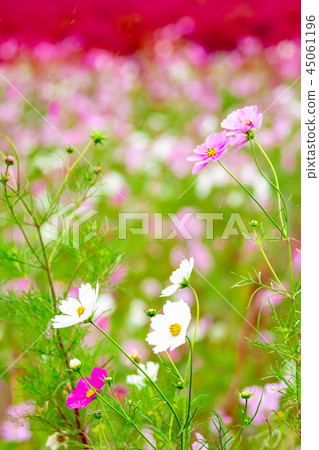 Cosmos and Kochia of Hitachi Beach Park Cosmos and Kochia of Hitachi Beach Park 45061196
