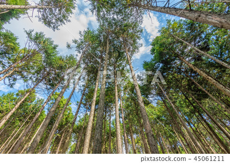 Forestry image of Mt. Fuji area 45061211