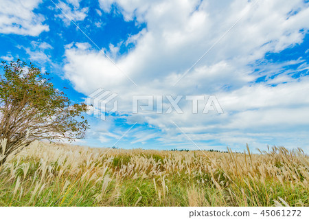 藤野蘇甦的群集 45061272