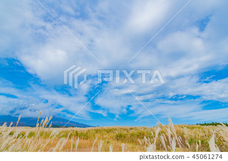 Cluster of Fujino Susuno 45061274