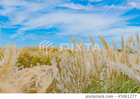 藤野蘇甦的群集 45061277