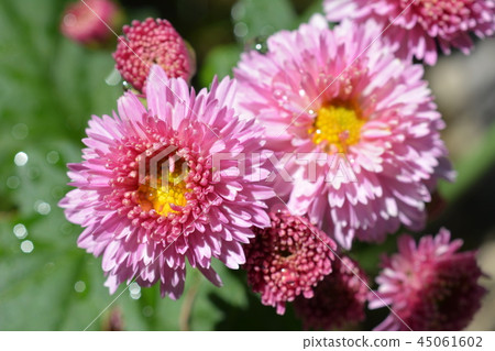 Autumn flower material, small chrysanthemum 45061602