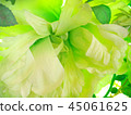 花背景材料 45061625