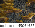 情況蘑菇 45061687