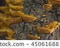 情況蘑菇 45061688
