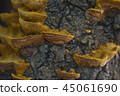 情況蘑菇 45061690
