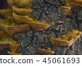 情況蘑菇 45061693