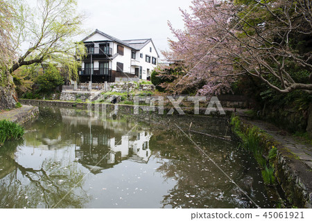 Cherry blossom in front of Omihachiman station Cherry blossom in front of Omihachiman station 45061921
