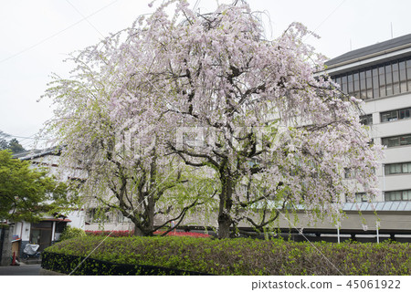 Cherry blossom in front of Omihachiman station Cherry blossom in front of Omihachiman station 45061922