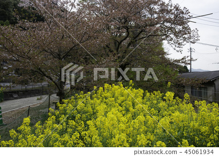 Mountain branch, hydrophobic cherry blossom Mountain branch, hydrophobic cherry blossom 45061934