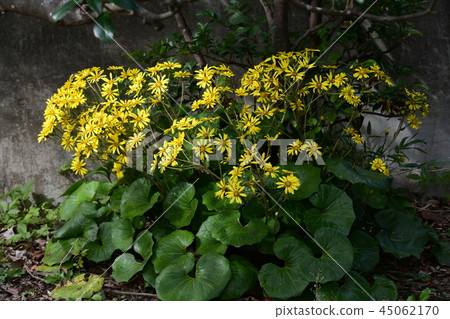 Tsuwabuki flower 45062170