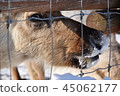reindeer  45062177