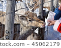 reindeer  45062179