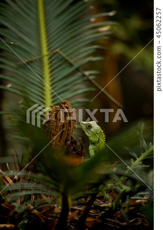 Kinoboribotokage 1 45062257