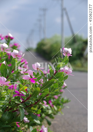 路花 路花 45062377