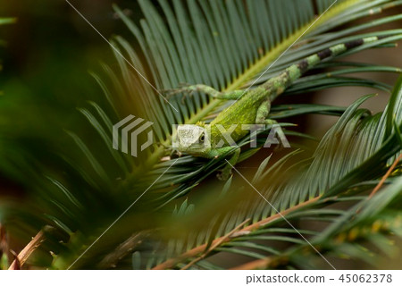 Kinoboribotokage 2 45062378