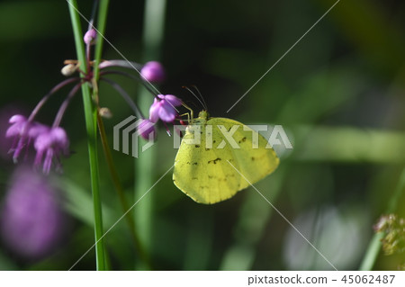 Northern yellow butterfly and raccoon flower 45062487