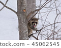 Good raccoon climbing trees 45062545