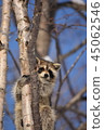 Good raccoon climbing trees 45062546