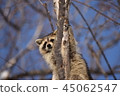Good raccoon climbing trees 45062547