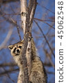 Good raccoon climbing trees 45062548