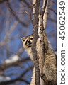 Good raccoon climbing trees 45062549