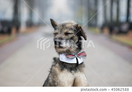 Mini Irish Wolfhound on an overcast day Mini Irish Wolfhound on an overcast day 45062588