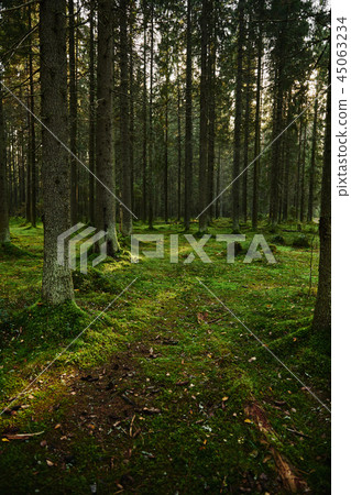 Path through a pine forest 45063234