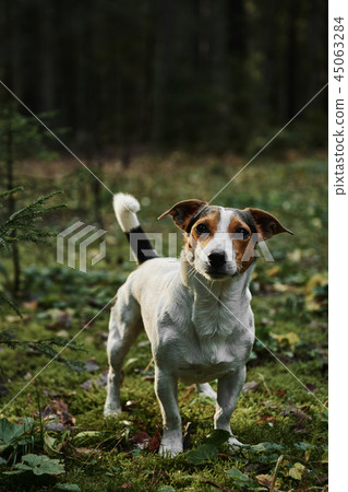 Dog standing on path Dog standing on path 45063284