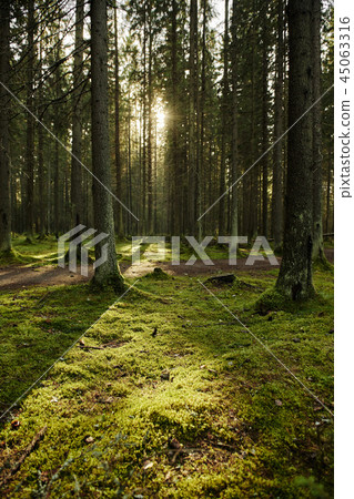 Sunlight streaming through a pine forest 45063316
