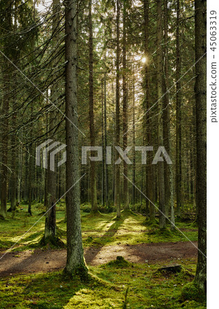 Sunlight streaming through a pine forest 45063319