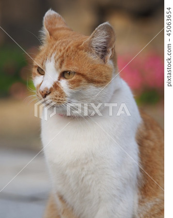 一隻貓 45063654