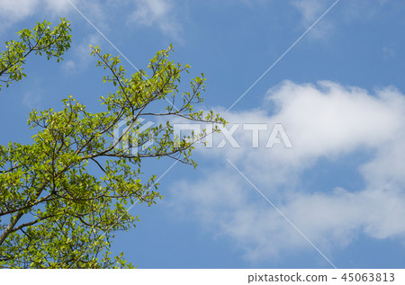 Tree on sky background 45063813