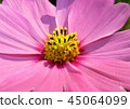 Autumn cherry blossoms in full bloom 45064099
