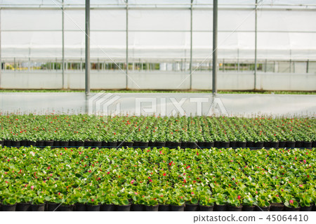 Modern greenhouses for growing flowers.  45064410
