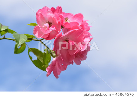 Autumn ono town roses 45064570