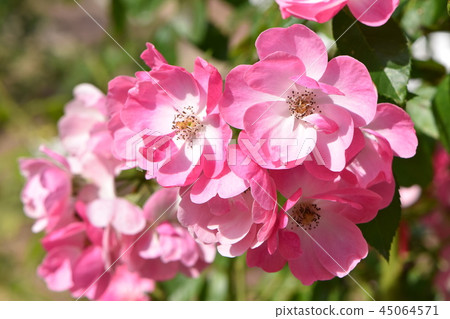 Autumn ono town roses 45064571