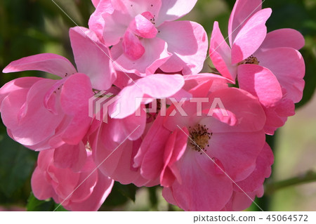 秋天ono鎮玫瑰 45064572