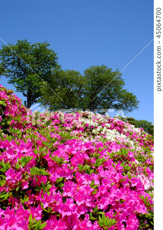 Azalea · Otakazu Azalea's Hill 45064700