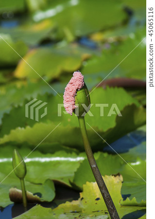 Close up of Golden Apple Snail eggs. 45065116