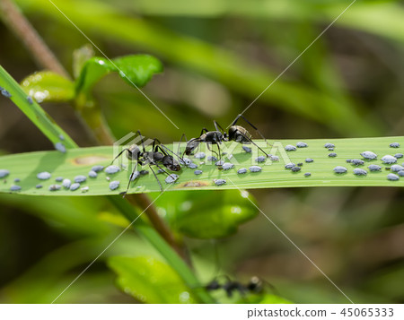 Ant are caring for the larvae of aphids. Ant are caring for the larvae of aphids. 45065333
