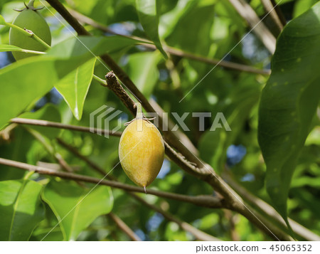 Close up Spanish Cherry plant. 45065352